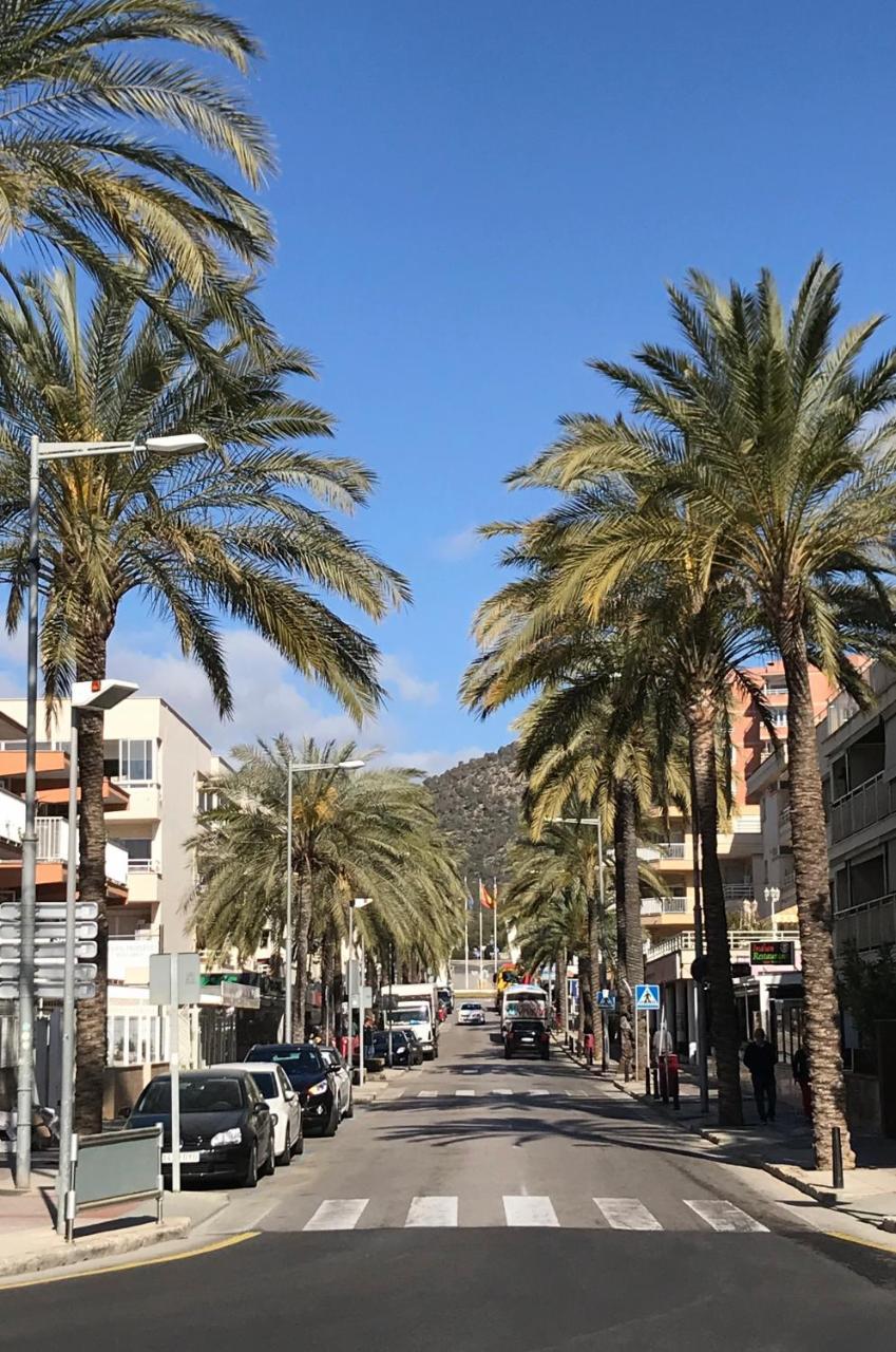 Palmeras Palma Nova (Mallorca)