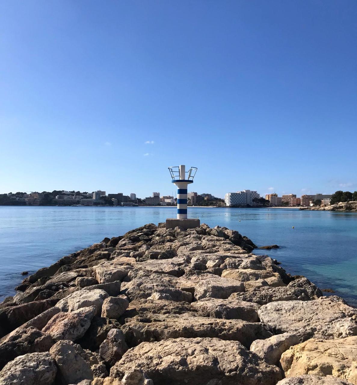 Palmeras * Palma Nova (Mallorca)